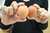  โคลีนในไข่ไก่ ... ป้องกันอัลไซเมอร์